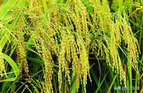 稻香里的中國 全球大米價格漲勢下的種植新機遇