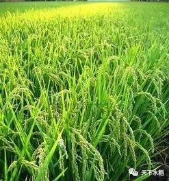 為什么水稻品種不能在同一個地區連續多年種植？