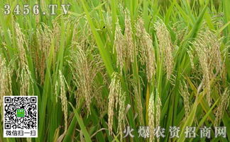 種水稻什么時候打藥殺蟲治病效果好？稻谷種植關鍵期揭秘